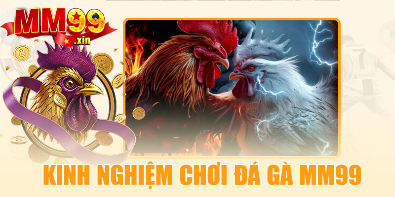 Kinh nghiệm chơi đá gà MM99 dễ thắng